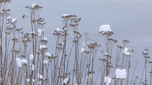 Images Dated 18th February 2019: USA, Washington State, Seabeck. Snow-topped tansy plants in winter