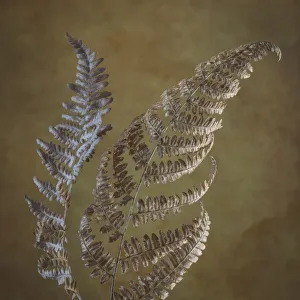 Images Dated 18th February 2019: USA, Washington State, Seabeck. Dried bracken ferns close-up