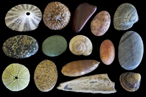 Pebble Prints: USA, Washington State, Seabeck. Display of shells and rocks