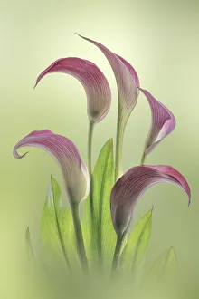 USA, Washington State, Seabeck. Calla lily flowers close-up