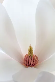 Magnolia Prints: USA, Washington State, Seabeck. Close-up of tulip magnolia blossom