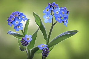 USA, Washington State, Seabeck. Forget-me-not blossoms close-up