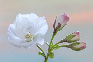 Images Dated 22nd April 2020: USA, Washington State, Seabeck. Flowering cherry blossom and buds