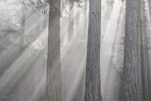 Sun Ray Prints: USA, Washington State, Seabeck. God rays and fog in forest