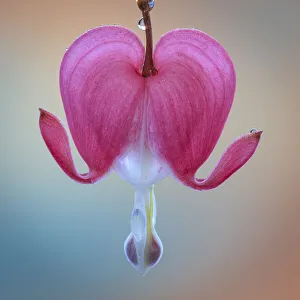 Drop Prints: USA, Washington State, Seabeck. Bleeding heart blossom close-up