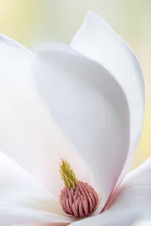 Images Dated 22nd April 2020: USA, Washington State, Seabeck. Close-up of tulip magnolia blossom