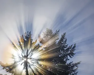 Crepuscular Ray Prints: USA, Washington State, Seabeck. Morning sunburst in tree