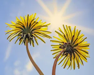 Dandelion Prints: USA, Washington State, Seabeck. Dandelion blossoms and sunburst