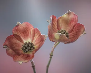 Dogwood Prints: USA, Washington State, Seabeck. Close-up of dogwood blossoms
