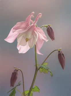 Images Dated 22nd April 2020: USA, Washington State, Seabeck. Columbine blossom close-up