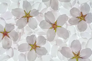 Images Dated 22nd April 2020: USA, Washington State, Seabeck. Montage of flowering cherry blossoms