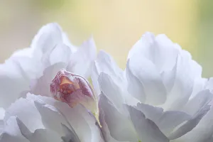 USA, Washington State, Seabeck. Flowering cherry blossoms
