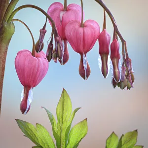 USA, Washington State, Seabeck. Bleeding heart blossoms close-up
