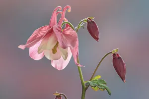 Images Dated 22nd April 2020: USA, Washington State, Seabeck. Columbine blossom close-up