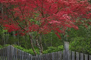 Vivid Prints: USA, Washington State, Seabeck. Blooming Japanese maple tree and fence