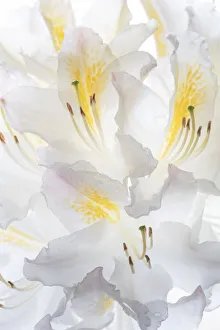 Images Dated 19th September 2019: USA, Washington State, Seabeck. White Azalea #2. Credit as
