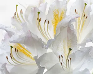 Images Dated 19th September 2019: USA, Washington State, Seabeck. White Azalea #2. Credit as