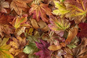 Fallen Prints: USA, Washington State, Seabeck. Fallen vine maple leaves and seed heads
