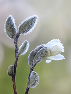Opening Prints: USA, Washington State, Seabeck. Magnolia blossom opening from bud