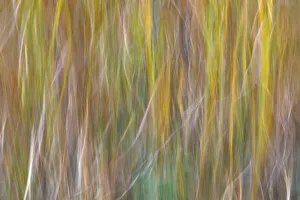 Blurred Prints: USA, Washington State, Seabeck. Abstract of ornamental grasses