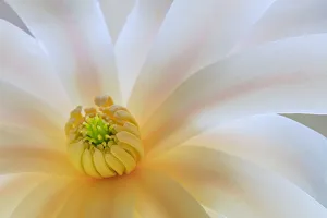 USA, Washington State, Seabeck. Close-up of tulip magnolia blossom