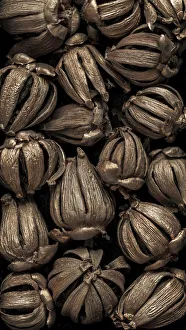 Hawaiian Prints: USA, Washington State, Seabeck. Hawaiian autograph tree seedpods
