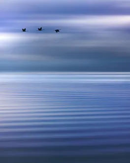 Composite Prints: USA, Washington State, Seabeck. Composite of birds flying over Hood Canal