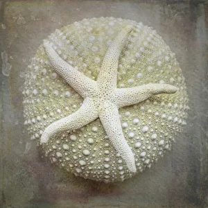 Starfish Prints: USA, Washington State, Seabeck. Sea star on sea urchin. Credit as