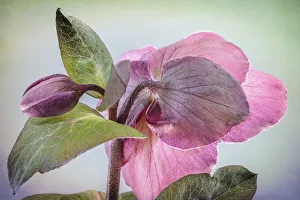 Images Dated 13th August 2020: USA, Washington State, Seabeck. Hellebore blossom and bud