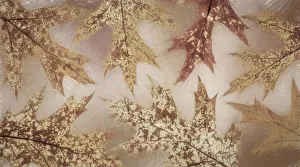 Painterly Prints: USA, Washington State, Seabeck. Fall oak Leaves. Credit as