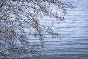 Alder Prints: USA, Washington State, Seabeck. Alder branches in winter and Hood Canal