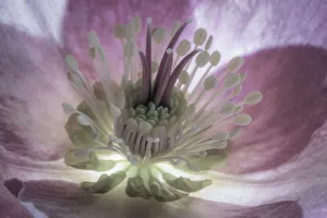 USA, Washington State, Seabeck. Hellebore blossom close-up