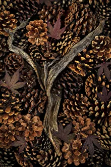 USA, Washington State, Seabeck. Pine cones and fall leaves