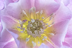 USA, Washington State, Seabeck. Hellebore blossom close-up