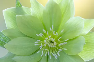 Images Dated 22nd April 2020: USA, Washington State, Seabeck. Helleborus jade tiger flower close-up
