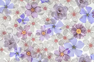 Drop Prints: USA, Washington State, Seabeck. Montage of spring flowers