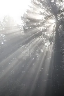 Images Dated 22nd April 2020: USA, Washington State, Seabeck. God rays and fog in forest