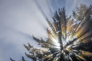 Images Dated 22nd April 2020: USA, Washington State, Seabeck. Morning sunburst in tree