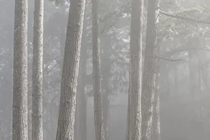 Scenic Beach Sp Prints: USA, Washington State, Seabeck. Forest fog in Scenic Beach State Park
