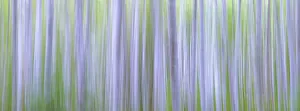 Alder Prints: USA, Washington State, Seabeck. Panoramic abstract of alder grove