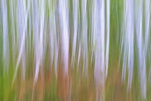 Alder Prints: USA, Washington State, Seabeck. Young alder grove and bracken ferns in fall