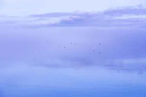 USA, Washington State, Seabeck. Ducks flying over Hood Canal