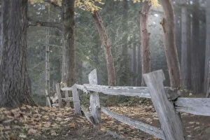 USA, Washington State, Seabeck. Split-rail fence and forest
