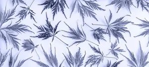 Monotone Prints: USA, Washington State, Seabeck. Panoramic of lace leaf maple leaves