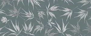 Images Dated 13th August 2020: USA, Washington State, Seabeck. Panoramic of lace leaf maple leaves
