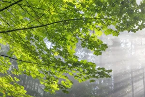 Images Dated 27th April 2021: USA, Washington State, Seabeck, Scenic Beach State Park. Bigleaf maple limbs and sun rays