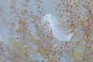 USA, Washington State, Seabeck. Fallen feather on plant