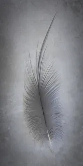 Images Dated 29th April 2021: USA, Washington State, Seabeck. Great blue heron feather close-up