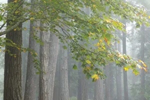 USA, Washington State, Seabeck. Bigleaf maple limbs and conifer trees in foggy Scenic