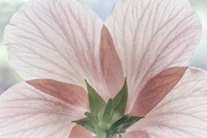 Back Prints: USA, Washington State, Seabeck. Close-up of back of hibiscus blossom
